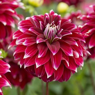 Dahlia Red Rock Bulb