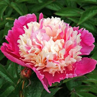 Paeonia Cora Stubbs