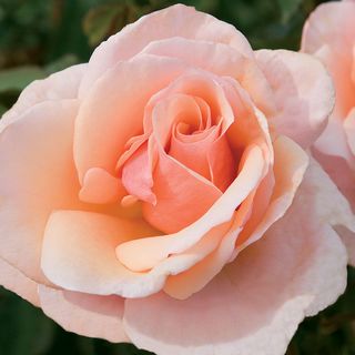 Mother of Pearl&reg; Grandiflora Rose