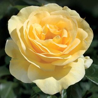 Sunshine Daydream&trade; Grandiflora Rose