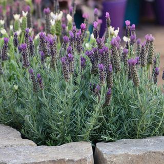 Lavandula Anouk