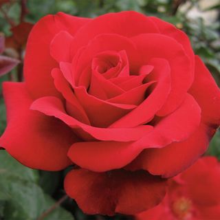 Crimson Bouquet&trade; Grandiflora Rose