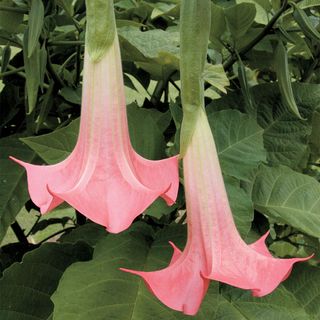 Brugmansia Cherub (Angel Trumpet)