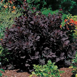 Cotinus Royal Purple