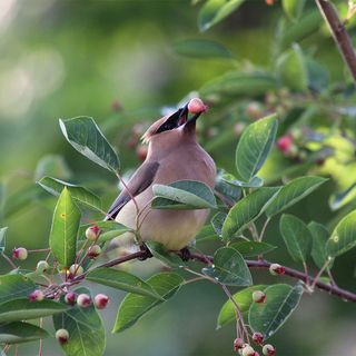 Amelanchier Serviceberry