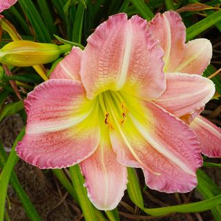 Hemerocallis Pink Tirzah
