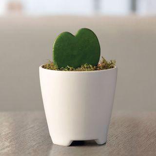 Hoya Heart Succulent Gift