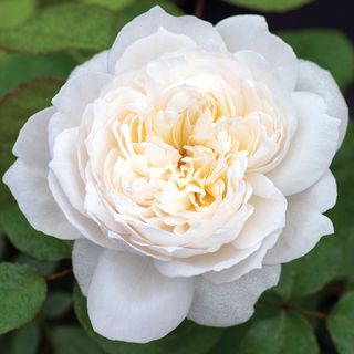 Bolero&trade; Floribunda Rose