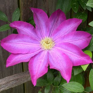 Clematis Kakio Pink Champagne