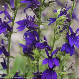 Lobelia Starship&trade; Blue Cardinal Flower
