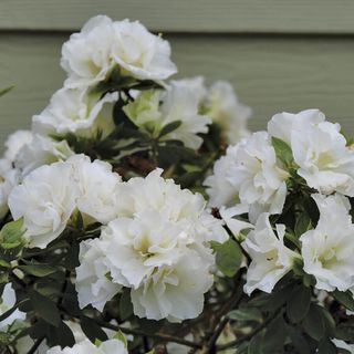 Rhododendron Perfecto Mundo&reg; Double White Azalea