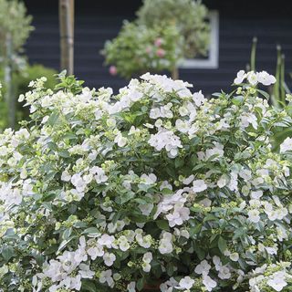 Hydrangea Fairytrail Bride&trade; Cascade&trade;