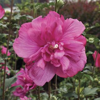 Hibiscus Magenta Chiffon&reg; Rose of Sharon