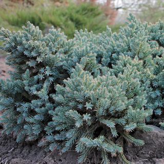 Juniperus Blue Star