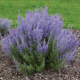 Perovskia Denim n Lace Russian Sage