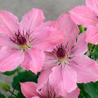 Clematis Sarah Elizabeth
