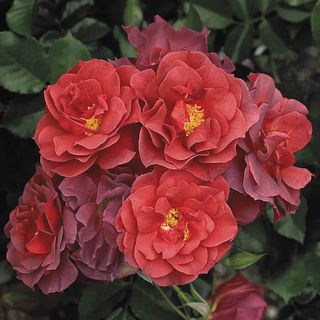 Cinco de Mayo&trade; Floribunda Rose