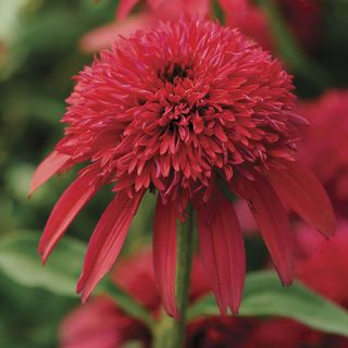 Echinacea Double Scoop&trade; Cranberry