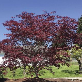Acer Bloodgood