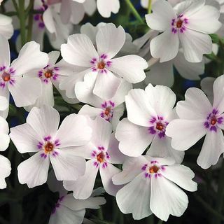 Phlox Amazing Grace