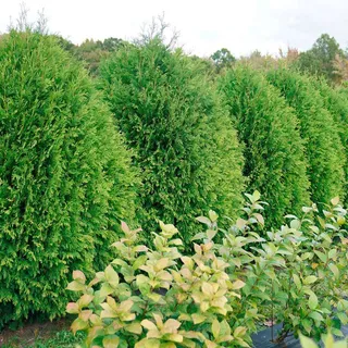Thuja Cheer Drops | 1-Quart | Jackson & Perkins