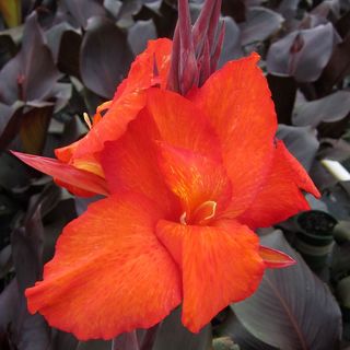 Canna Tropicanna&reg; Black Bulb