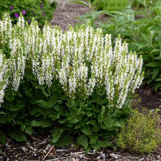 Salvia Bumblesnow