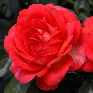 Ah Caramba Roses Roses for Sale - Versatile Rose Bushes | Jackson & Perkins