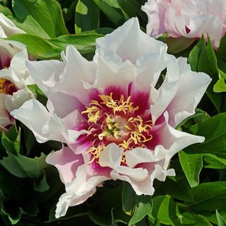 Cora Louise Peony Itoh