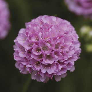 Armeria Dreameria&reg; Sweet Dreams