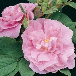 Th&eacute;r&egrave;se Bugnet Hybrid Rugosa Rose