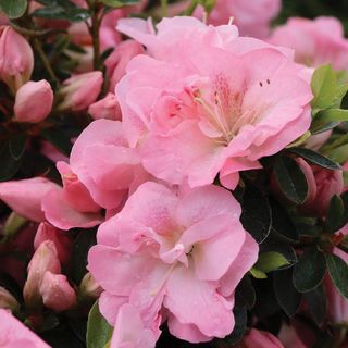 Rhododendron Perfecto Mundo&reg; Pink Carpet&trade; Azalea