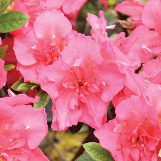 Rhododendron & Azalea Shrubs for Sun to Part Shade Gardens | Jackson ...