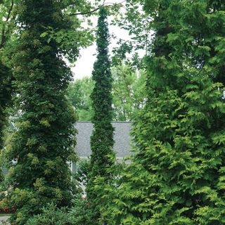 Thuja Sting&trade; Arborvitae