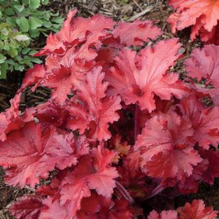 Heuchera Forever&reg; Red