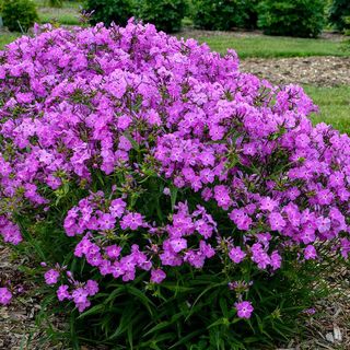 Phlox Opening Act Romance