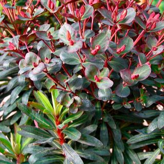 Euphorbia Watersaver&trade; Blackbird