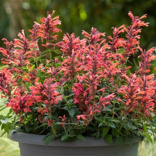 Agastache Sunrise&trade; Red Improved Hyssop