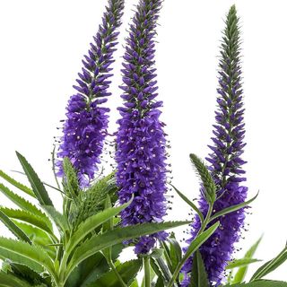 Veronica Vernique&reg; Blue