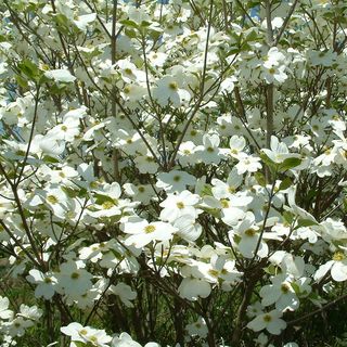 Cornus Spring Grove&trade; Dogwood