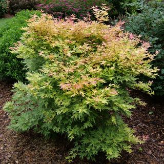 Acer Metamorphosa&trade; Japanese Maple