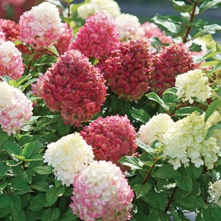 Hydrangea Little Lime Punch&reg; Panicle Hydrangea