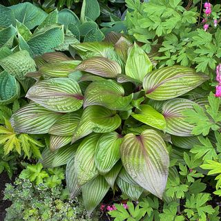 Hosta First Blush Plantain Lily