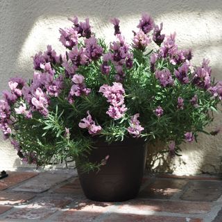 Lavandula Lavish&reg; Pink Lavender