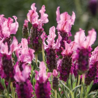 Lavandula New Madrid&reg; Rose Lavender