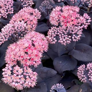 Sedum Mojave Jewels&trade; Sapphire Stonecrop