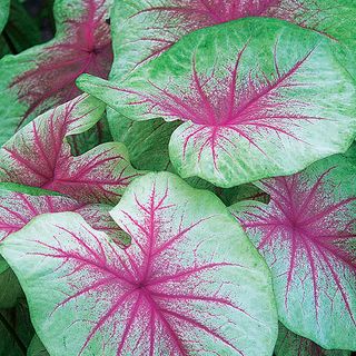 Caladium Mint Julep Bulbs