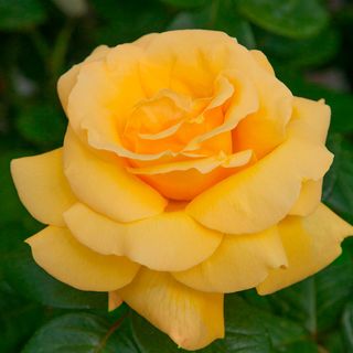 Michelangelo&trade; Hybrid Tea Rose