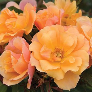 Tequila&reg; Shrub Rose