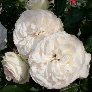 Eden Climber&reg; White Climbing Rose